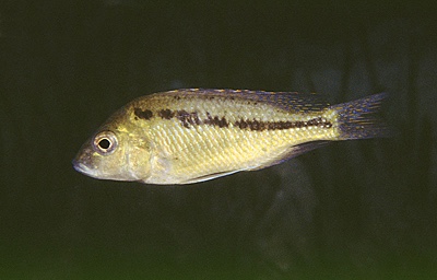 Mylochromis plagiotaenia 'Otter Island'